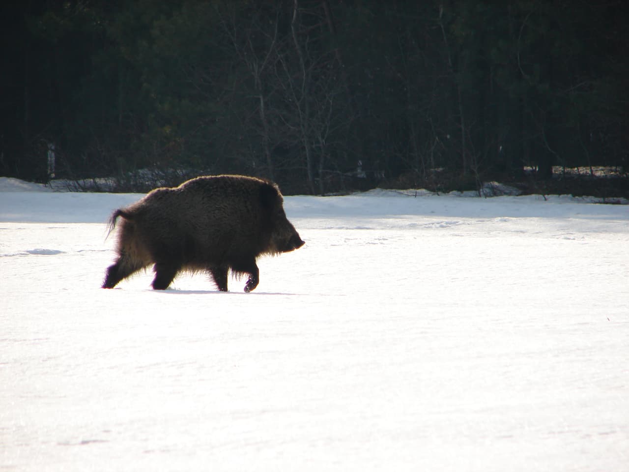Jabalí en la nieve. Foto: Tatyana Deryabina.