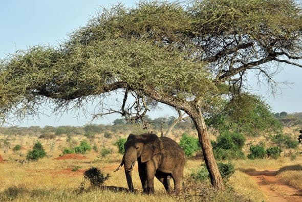 Sobre todo, para que vigilen a los mamíferos que habitan en el Parque Nacional de Tsavo, en Kenia.