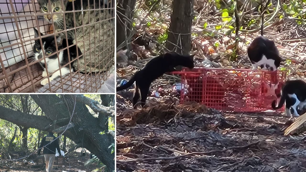Rescataron 19 gatos que fueron abandonados a un costado de la I-75