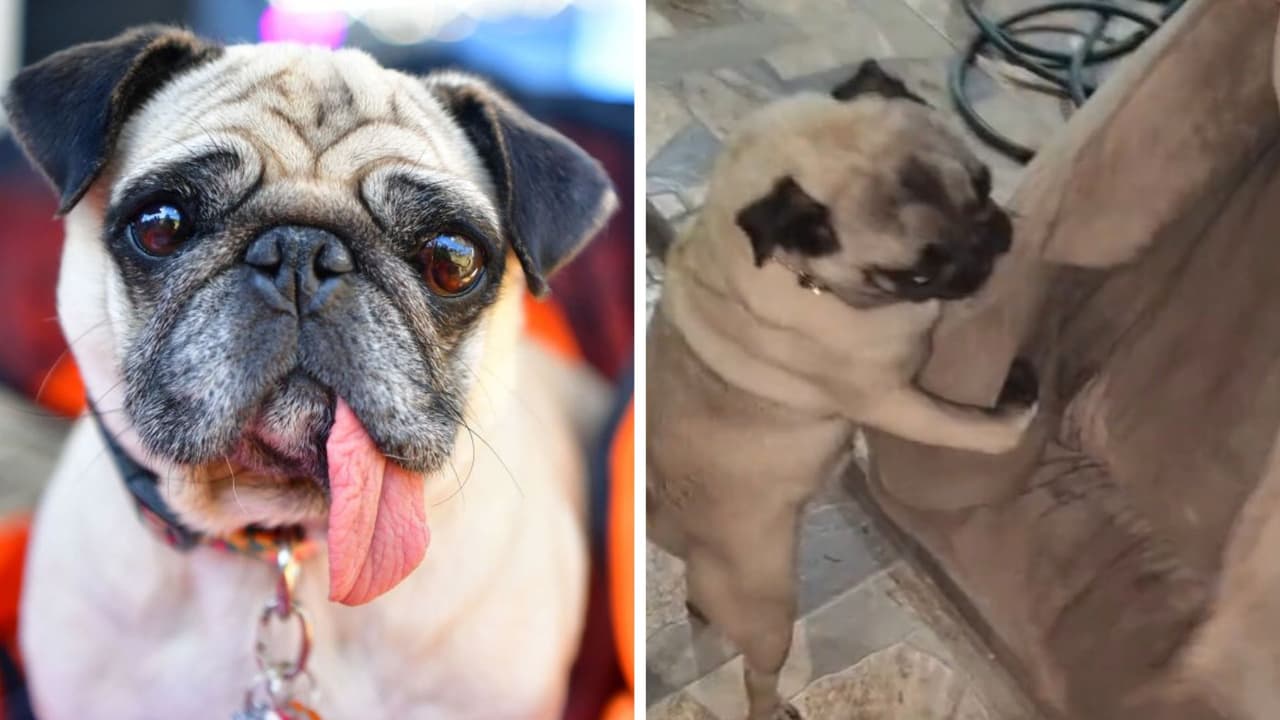 Perrito pug hace berrinche para que no tiren su cama: se aferró a ella y el Internet lo amó