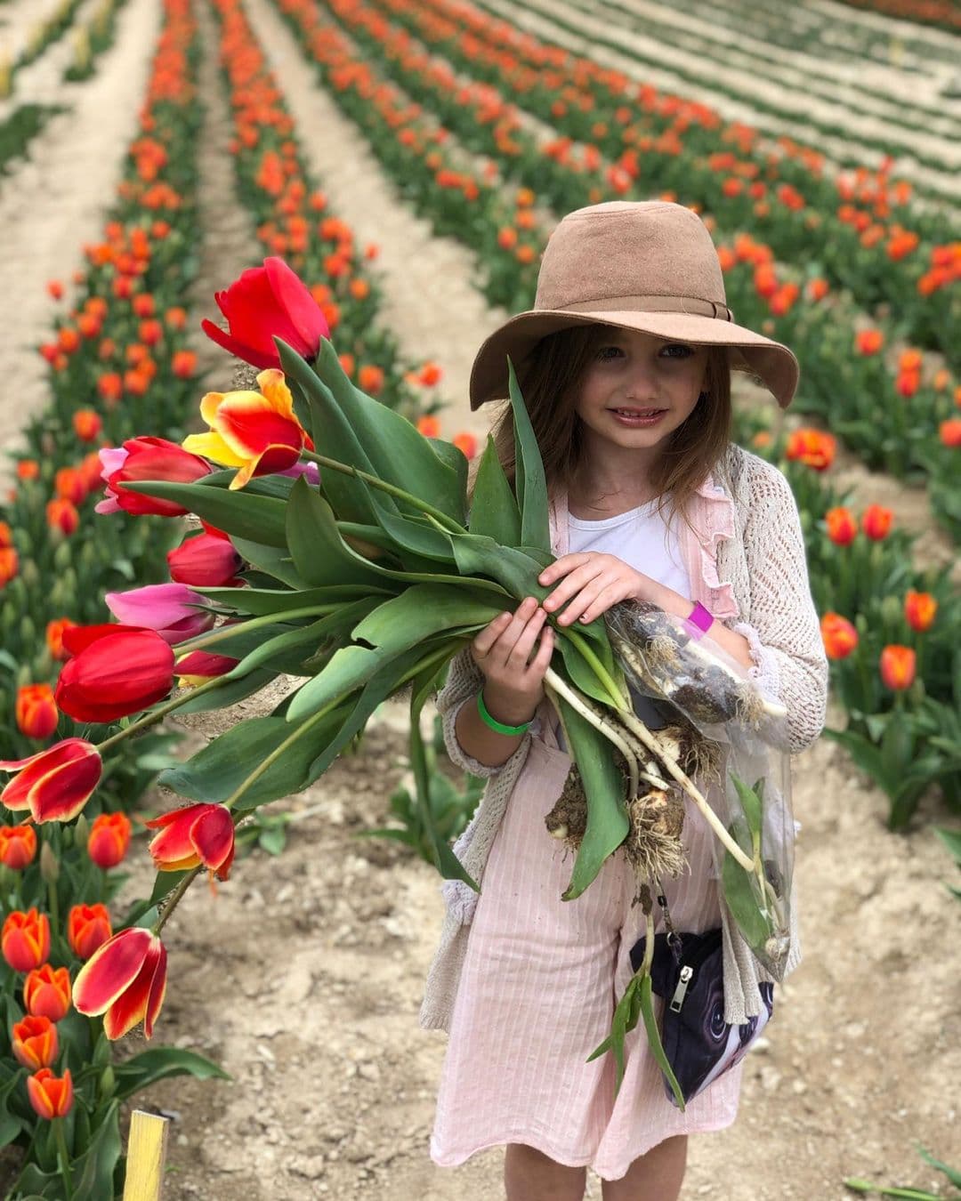 El festival ofrece miles de tulipanes de flores que son importados desde Holanda y son plantados por agricultores holandeses.
<br>