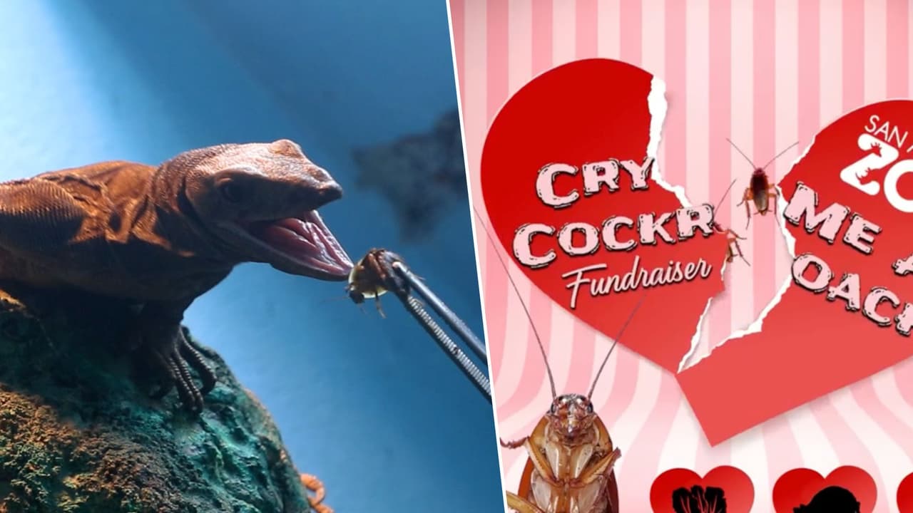 Nombra a una cucaracha como tu ex: extermina el despecho con el zoológico de San Antonio