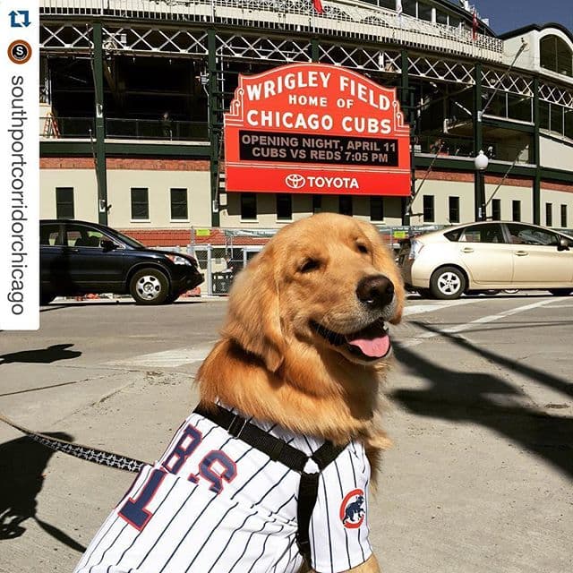 Fans de los Cubs comparten su emoción en las redes sociales por el inicio de los temporada.
