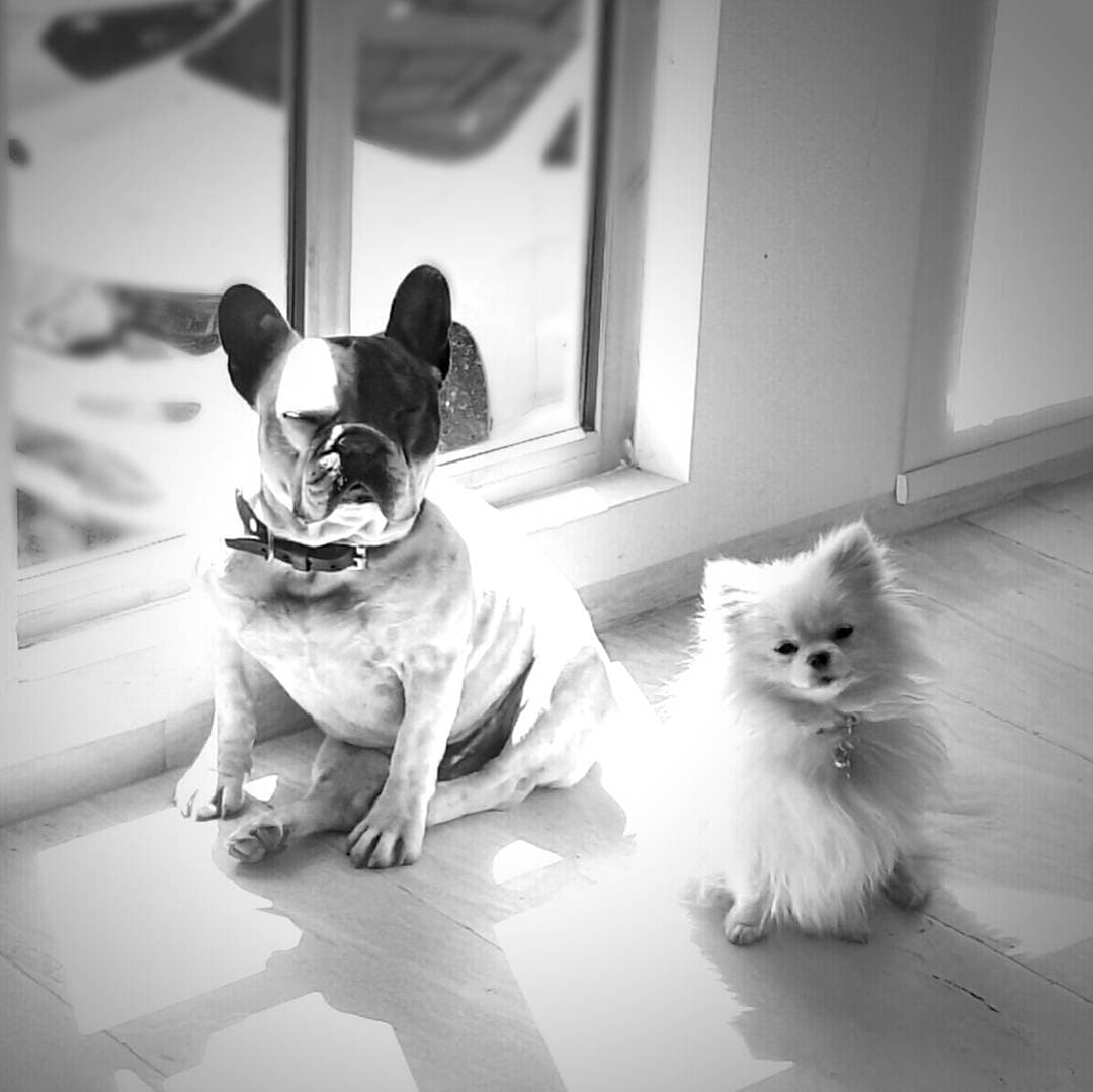 En ocasiones ha retratado a Cayetana junto con Huevo, un bulldog francés quien también forma parte de la familia.