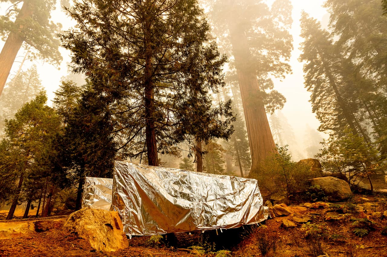 Se utilizó material aislante para proteger los árboles, entre ellos el "General Sherman", considerado como el más grande del mundo por su volumen, calculado en 52,508 pies cúbicos (1,487 metros cúbicos), según el Servicio Nacional de Parques. Tiene una altura de 84 metros (275 pies) y una circunferencia de 31 metros (103 pies) a nivel del suelo.