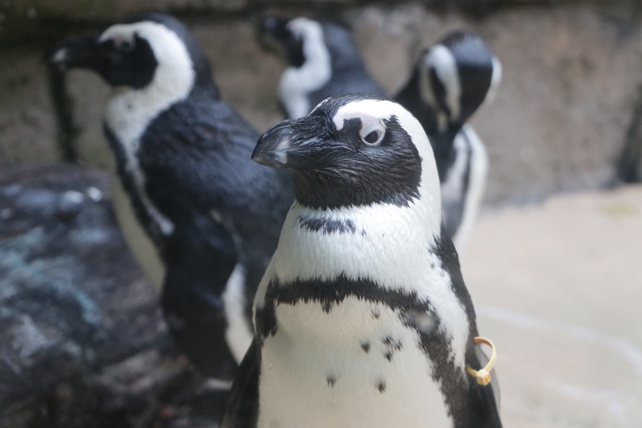 Dallas Zoo y Arboretum bajan sus tarifas sólo los primeros meses del 2022