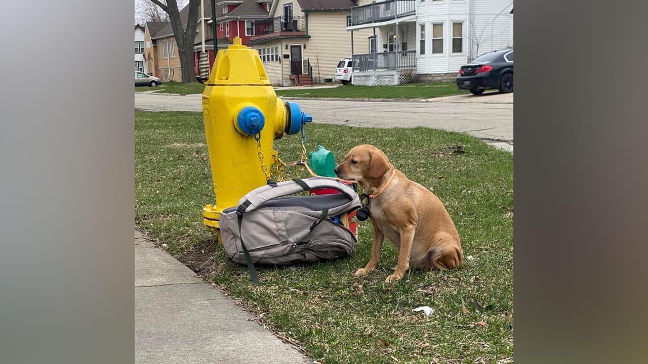 'Baby Girl': la perrita con diabetes a la que abandonaron con sus juguetes y una nota por no poder costear su tratamiento