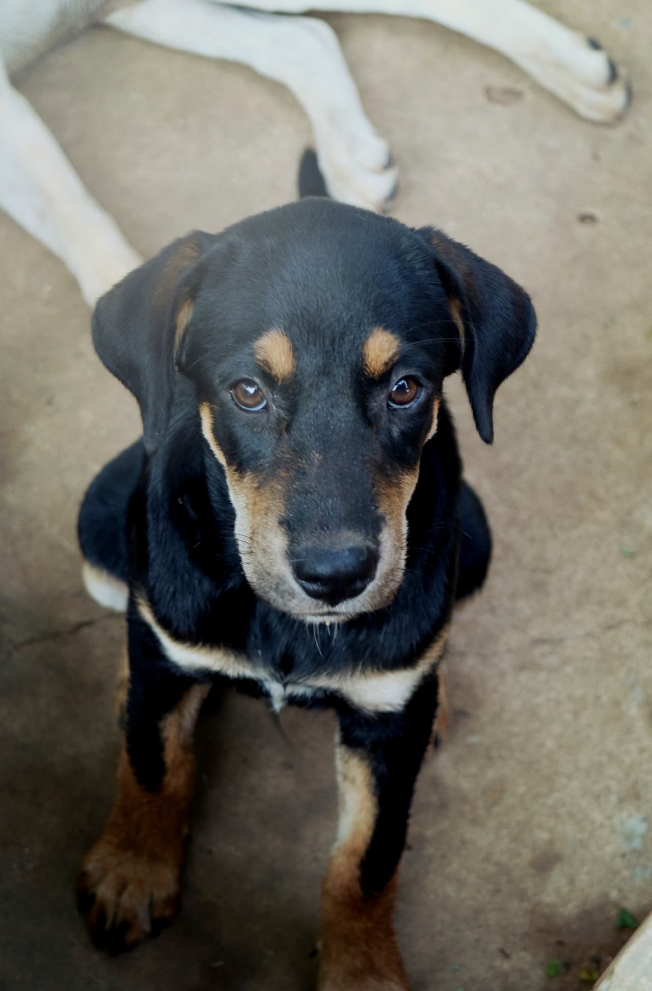 Tentación de salvar. Evita querer ‘salvar’ a una mascota de una de estas granjas, porque esto sólo abre un espacio para que otro animal sufra en el lugar, además pone dinero en los bolsillos de estos malos criadores.