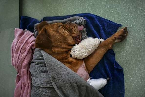 El clima frío puede empeorar algunas condiciones médicas ya existentes de su perro.
<br>