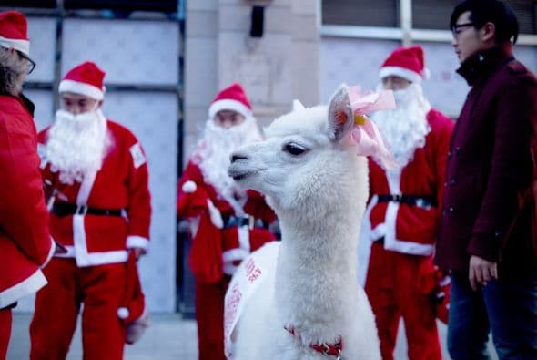 Un grupo de vendedores vestidos como Santa Claus esperan a los clientes con una alpaca durante una promoción de ventas en Beijing.