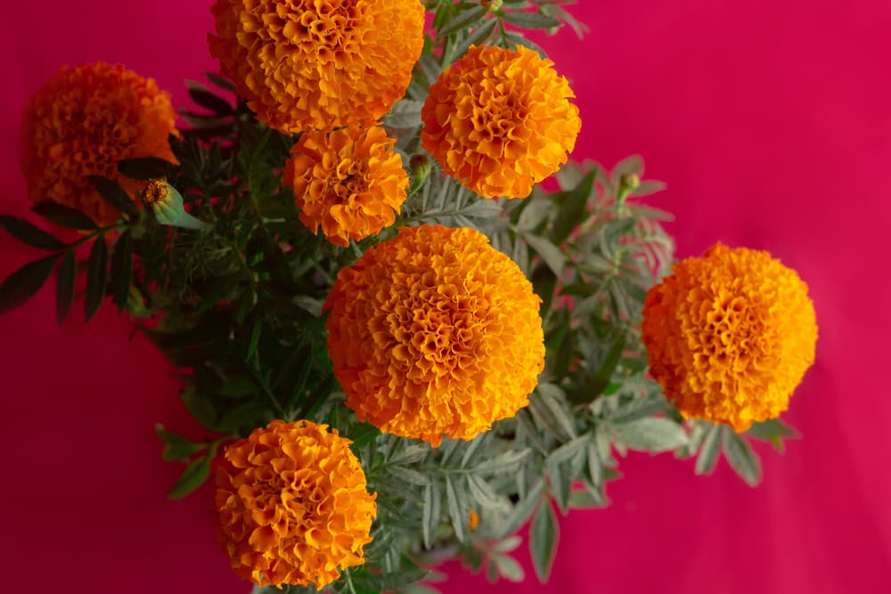 Cempasúchil, cualidades curativas de la flor de muertos