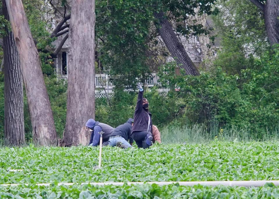 Mientras la mayoría de la población en California se encuentra confinada en casa, los trabajadores agrícolas continúan en los campos. Pese a que son 
<a href="https://www.univision.com/local/fresno-kftv/somos-los-menos-vistos-campesinos-se-sienten-desprotegidos-frente-a-la-pandemia-del-coronavirus-en-eeuu">uno de los grupos más desprotegidos en cuanto a beneficios sociales, </a>ellos no paran de trabajar. 
<b>Saben que "sin campesinos no hay comida".</b>
<br>