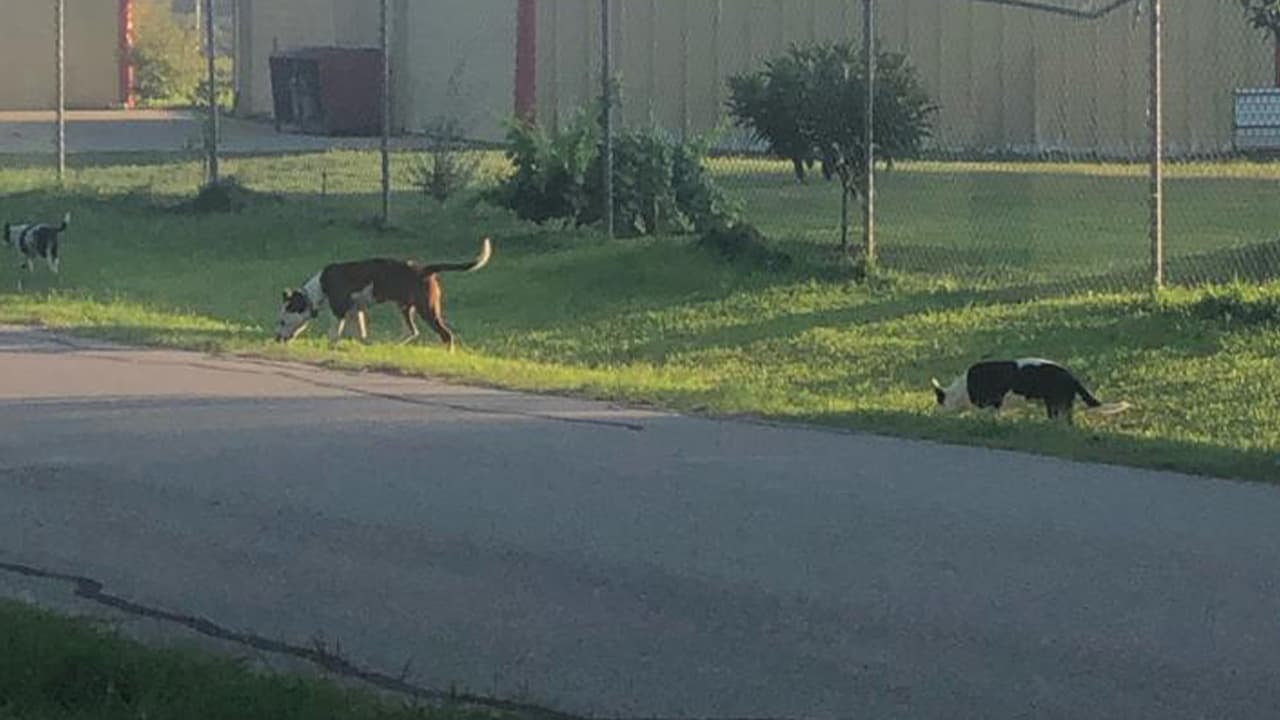 Después del ataque, los oficiales lograron capturar a los siete perros.