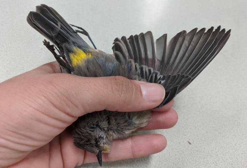 Distintas especies de aves han sido halladas muertas en los estados de Nuevo México, Arizona, Colorado y Texas.