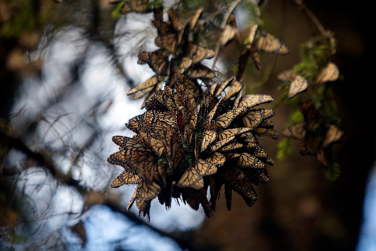 <b>Goleta Butterfly Grove</b>
<br>Es un observatorio en los acantilados de Ellwood Mesa en Goleta (cerca de Santa Bárbara).