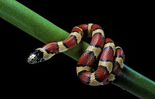 Hay que ver si los anillos rojos y amarillos están juntos para determinar si se trata de una serpiente coral.