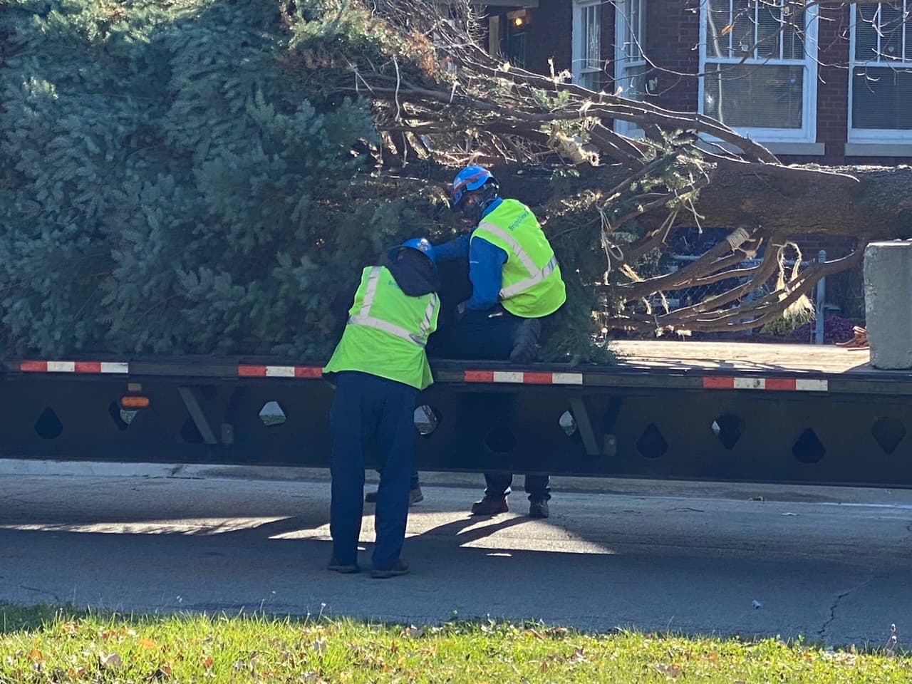 Durante la mañana del viernes, la ciudad taló un abeto de 45 pies del vecindario Morgan Park.