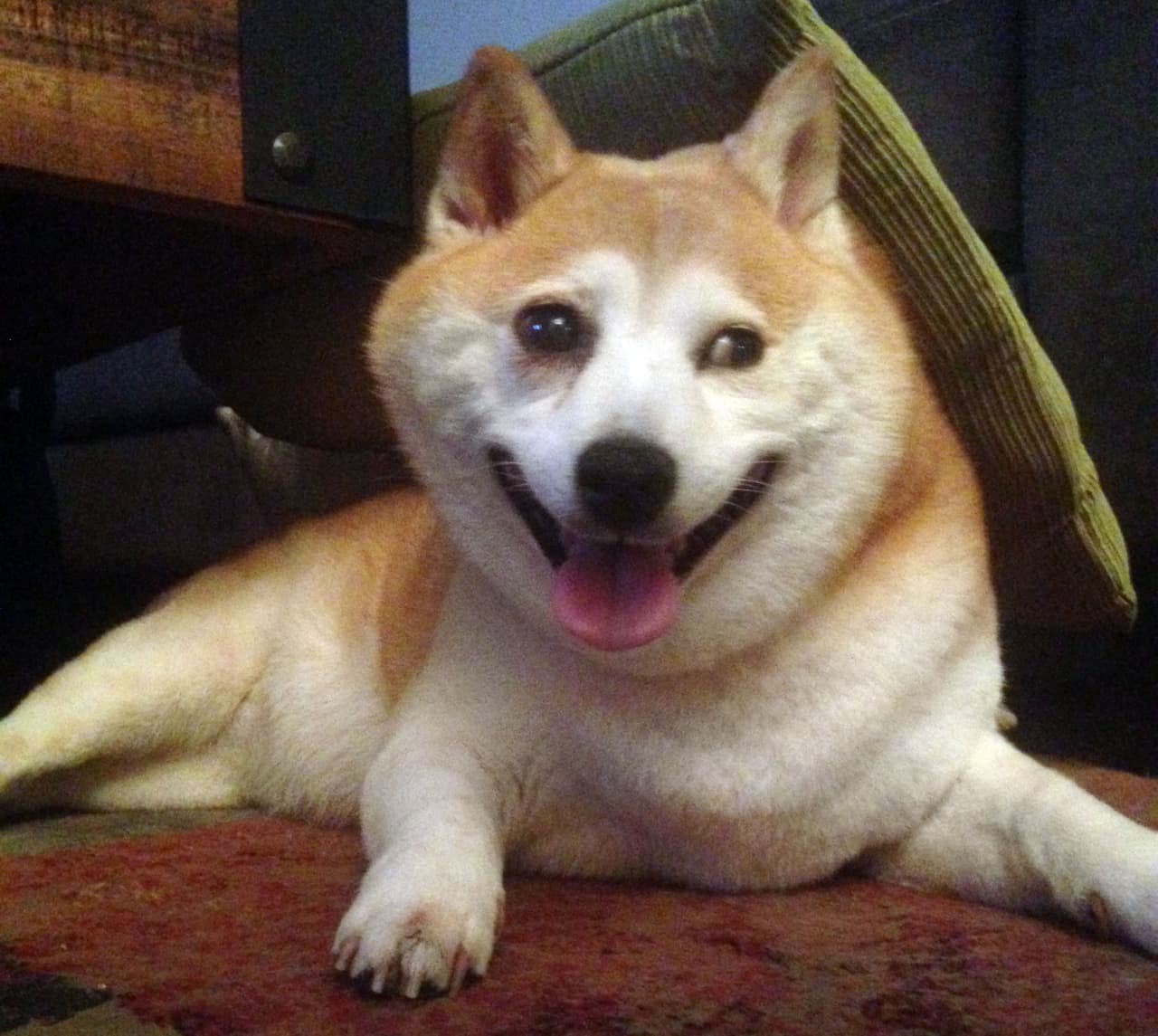 Muchos días más con esa sonrisa única le esperan a Cinnamon, la perrita más feliz.