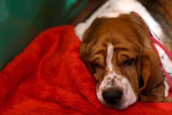 Pero era de esperarse que terminaran bastante cansados, así que sus dueños les prepararon lo más parecido a sus aposentos de casa para que tomaran un 'breake'
