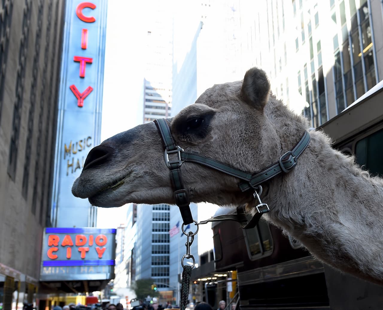 Desde tempranas horas del martes dio inicio el inusual desfile de camellos en ruta al Radio City Music Hall, en Manhattan.
