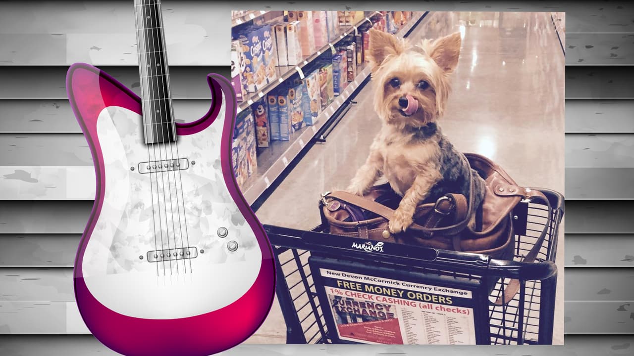 El perrito de Diana Reyes es toda una monería. Este yorkshire terrier tiene su propia cuenta de Instagram (@soyjalapeno) y acompaña a la cantante a todas partes. Aunque aún no cuenta con muchos seguidores, sólo unos 200, creemos que pronto tendrá star status. Isn't he the cutest?