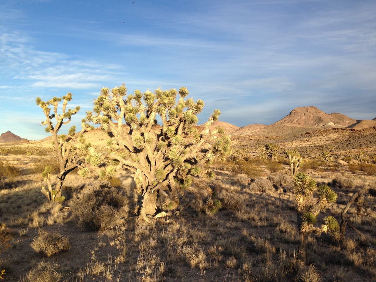 Es el hábitat del águila dorada, árboles Joshua y de bosques de junípero.