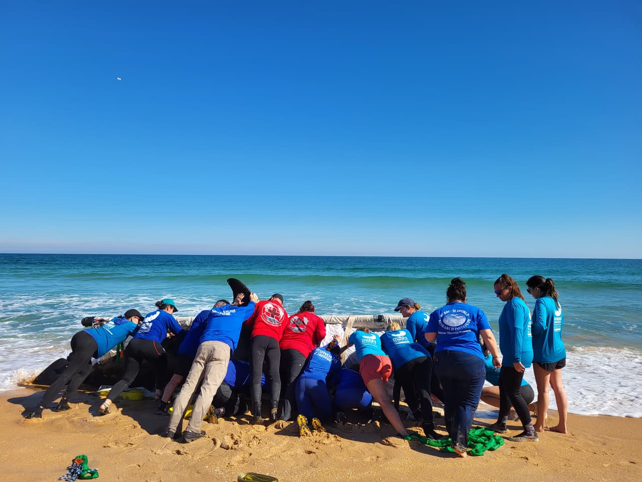 La ballena asesina de más de 7,000 libras de peso y 21 pies de largo fue localizada la mañana del 11 de enero al sur de Jungle Hut Park en Palm Coast, de acuerdo con informes iniciales del Alguacil del condado Flagler. La Administración Nacional Oceánica y Atmosférica señaló a través de un comunicado que la ballena era una hembra de edad adulta y que no tenía algún indicio de interacción con humanos o golpes, además se detectaron algunos "signos de enfermedades". Los detalles de la causa de la muerte de la ballena asesina que apareció en la costa de Florida serán dados a conocer una vez que se concluya la necropsia y los estudios de laboratorios correspondientes.