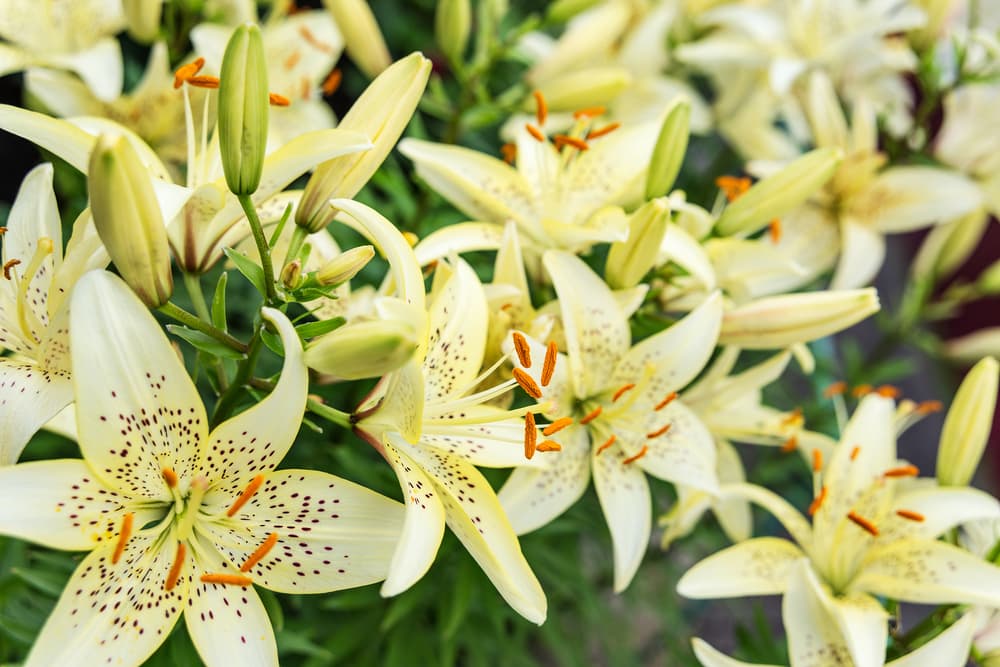 <b>LIRIOS</b>
<br>Con su gran variedad de colores, como el blanco, que trae esperanza, o el azul, que atrae las buenas noticias, un lirio siempre te brindará buena suerte y pureza a tu hogar o jardín.