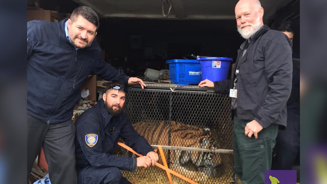 Durante su rescate, el tigre fue sedado como medida de precaución antes de trasladarlo a la sede del albergue BARC, pero los oficiales dijeron que “era amigable”.