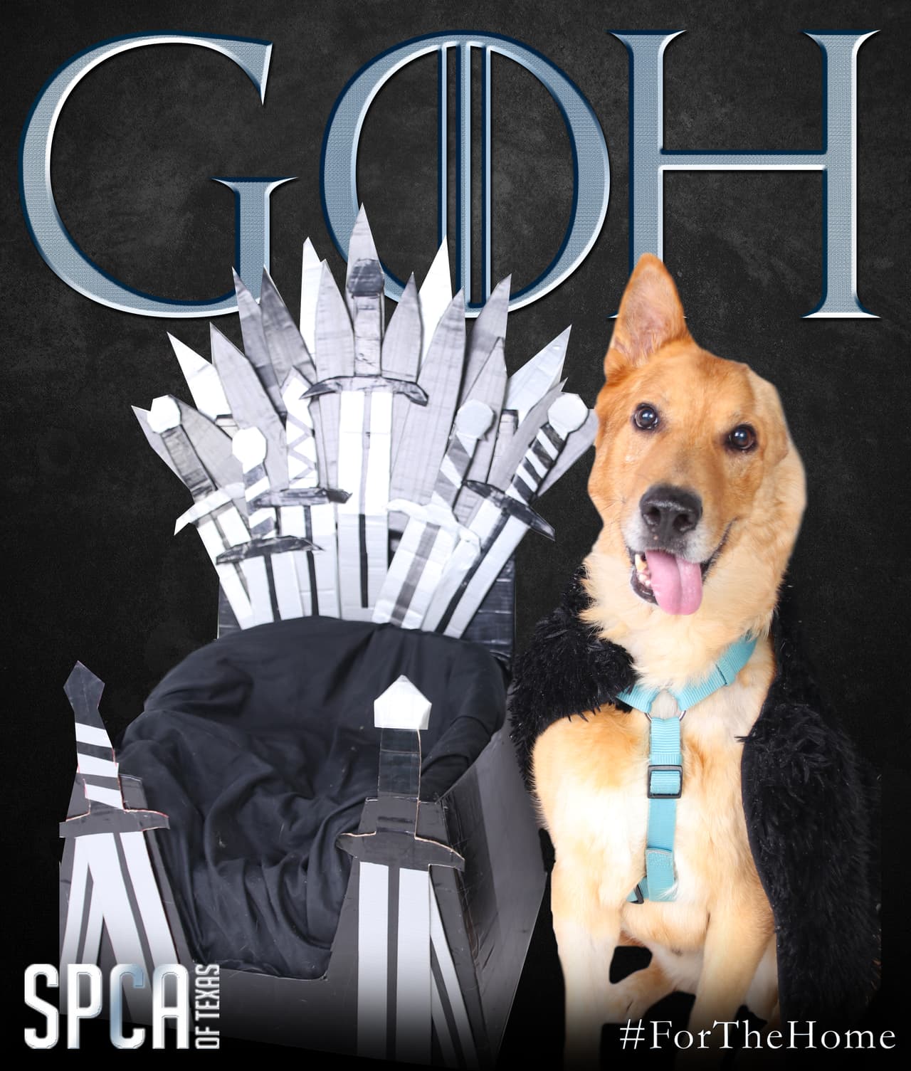 El SPCA de Texas tiene dos albergues donde uno adoptar a su nueva mascota.