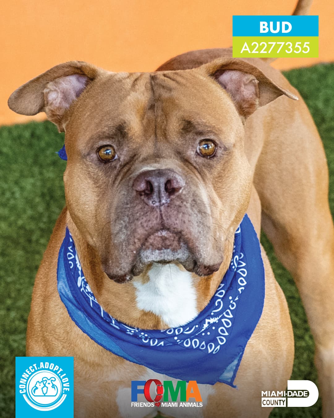 Por esto, piden a quienes están pensando en tener una nueva mascota en casa, no ir a criaderos, sino adoptar una.