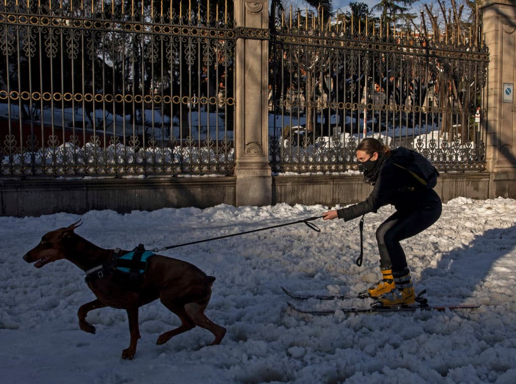 Algunas imágenes poco comunes se pudieron ver por las calles de Madid, donde una mujer aprovechó para esquiar ayudada de su perro sobre la nieve.