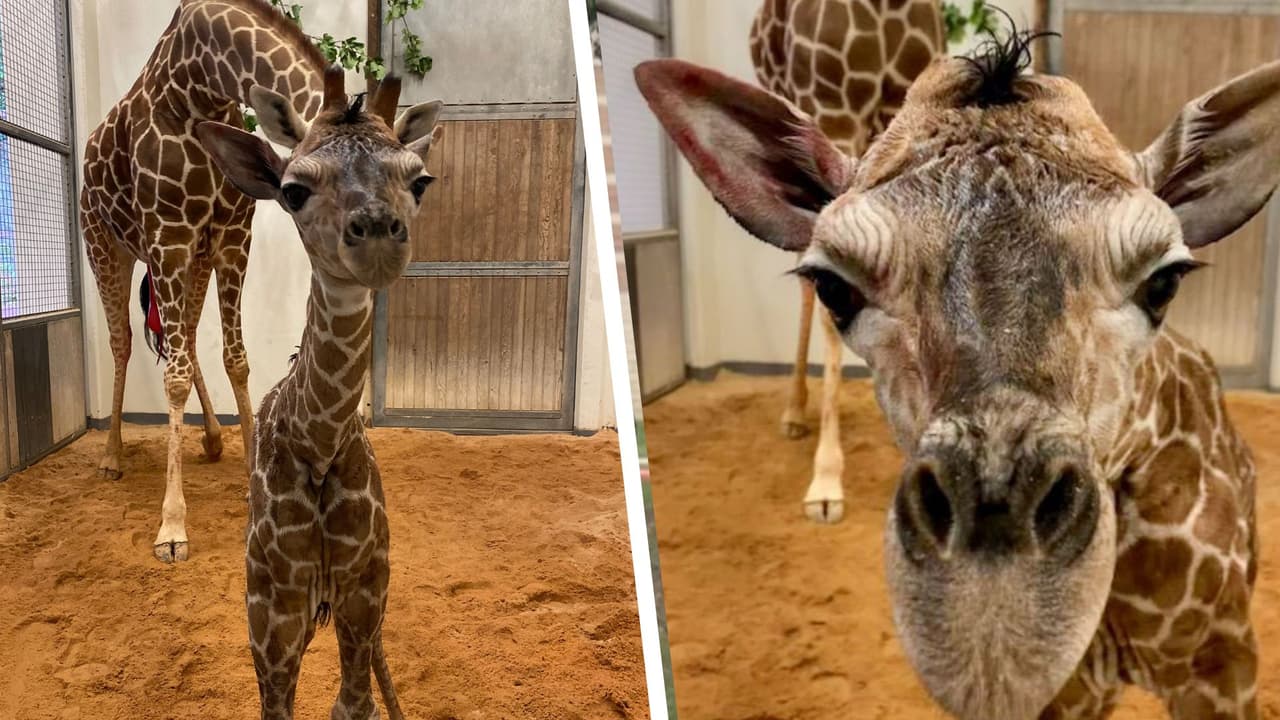 Fenn, fue el nombre elegido para la jirafa bebé nacida en mayo en el Zoológico de Carolina del Norte 
