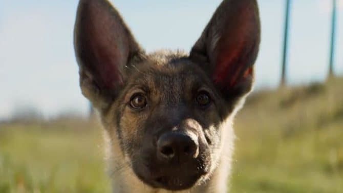 Imagen de 'A dog's purpose'