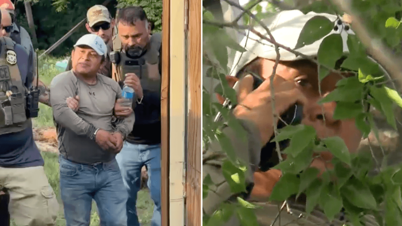 Un juez ordena deportar a guatemalteco que subió a un árbol para evitar ser arrestado por ICE