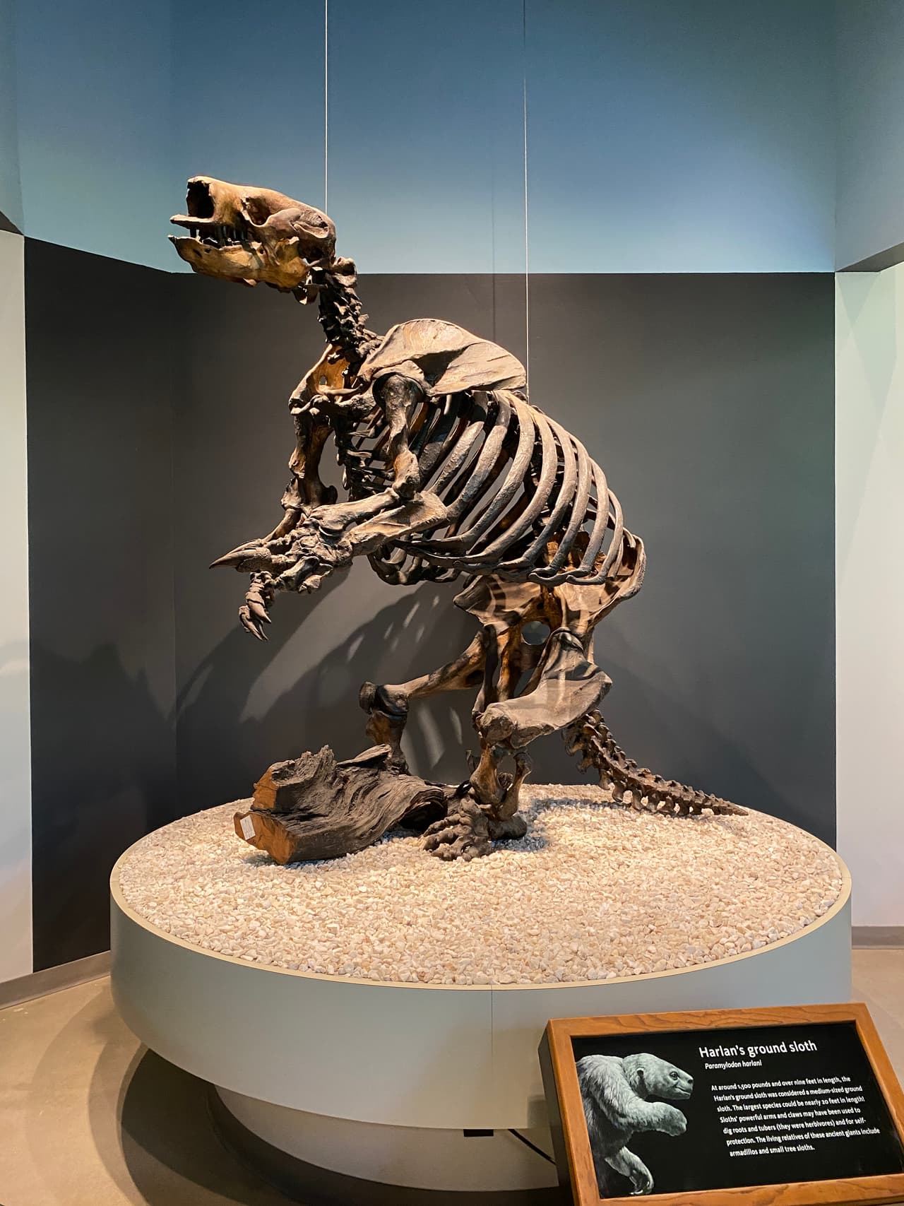 Uno de los enormes perezosos nativos de Los Ángeles, con más de tres metros de altura.