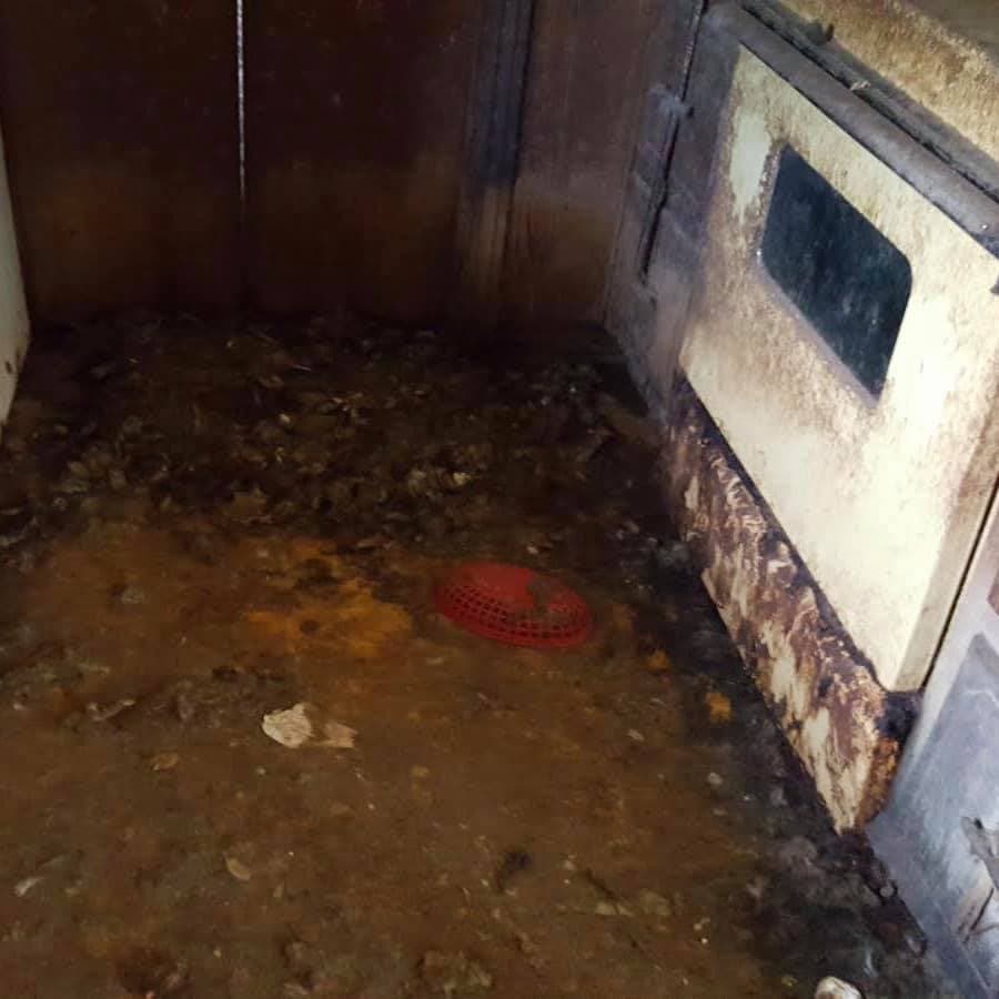 Los gatos vivían en la casa maloliente según la Sociedad Humana Del Norte de Texas.