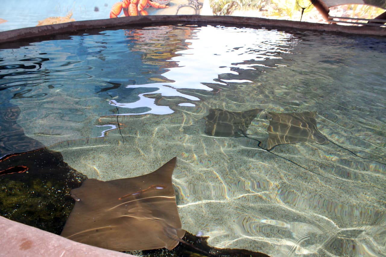 El Museo del Desierto Arizona - Sonora y las mantarrayas.