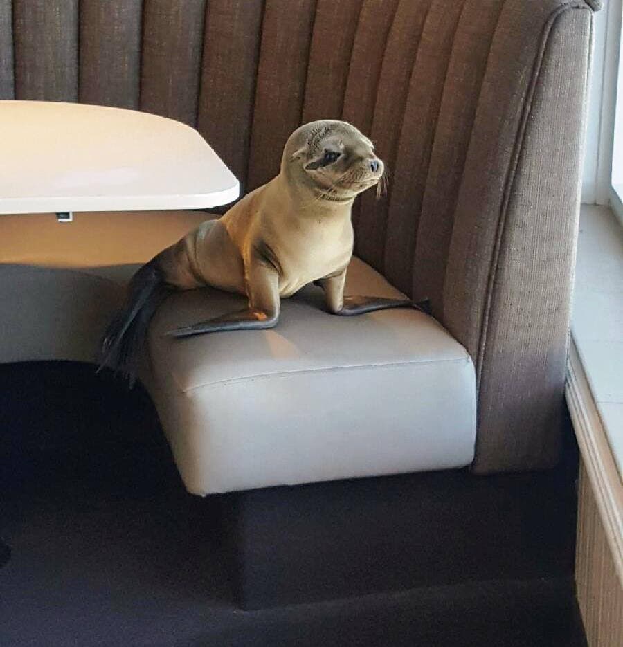 Una foca hambrienta llega a un restaurante de lujo