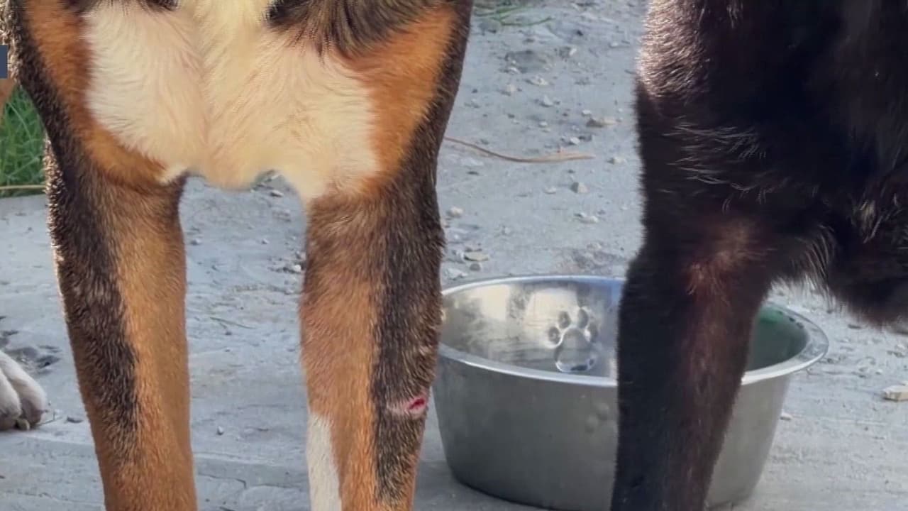 Hombre de 60 años queda en condición crítica de salud tras ser mordido por un perro
