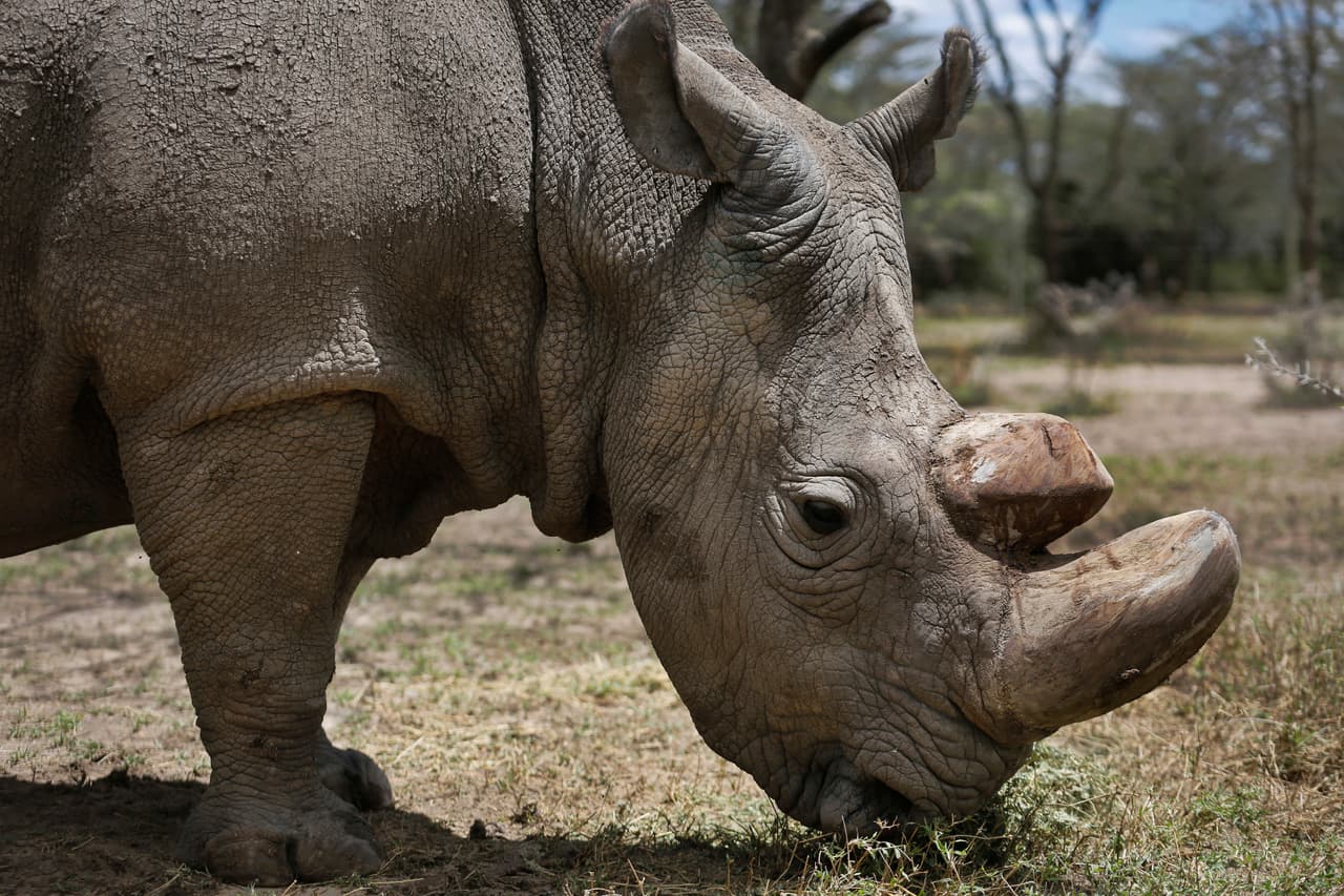 Los rinocerontes tienen pocos predadores en la naturaleza debido a su tamaño. Sin embargo su población se vió muy diezmada debido a la extensa caza furtiva de los años 1970 y 1980, alentada por la demanda de cuernos de rinoceronte para la medicina tradicional china en Asia y para mangos de puñales en Yemen.