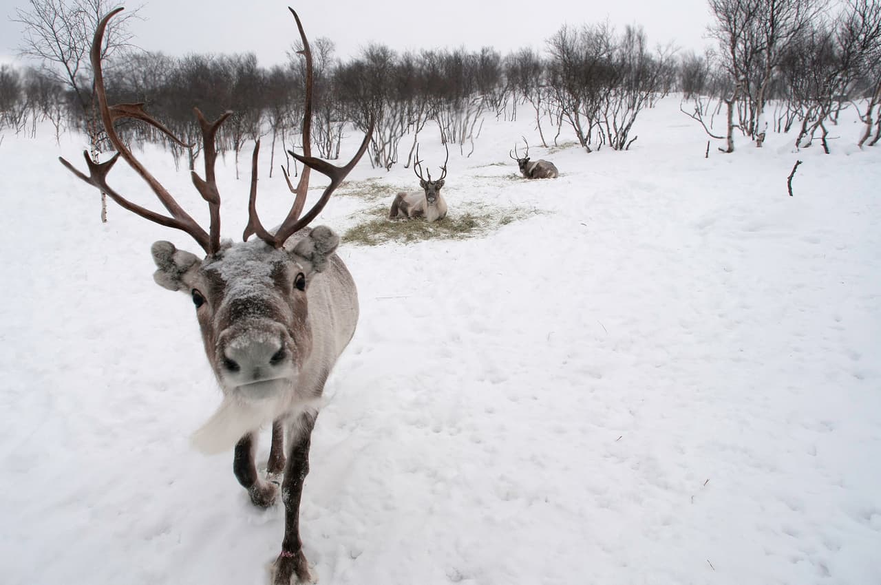 Aunque no se encuentran exactamente en el Polo, estos animales habitan las tierras que se ubican más al norte del planeta. Su hábitat natural es la llamada tundra, una llanura gélida que rodea por el sur a todo este Polo. Los renos están ahí, en las regiones al norte de Norteamérica: en Canadá y Alaska, y también al norte de Europa, Rusia y Groenlandia.