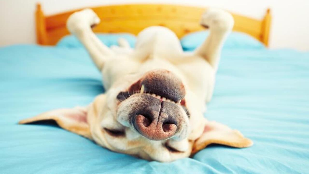 Cuida a tu perro de las enfermedades relacionadas con la ola de calor, siguiendo estos consejos