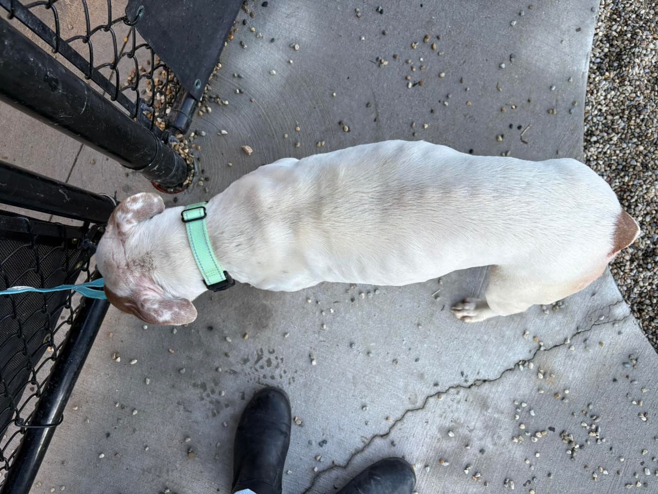 Hoy, Lemon ya no vive tras las rejas de una jaula. Con cautela y esperanza, espera a alguien que le ayude a volver a confiar y le ofrezca el hogar y el amor que nunca tuvo.