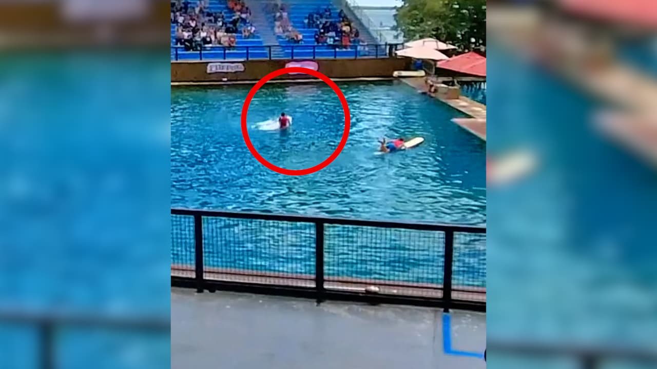Un video se hizo viral en redes sociales, luego que se ve cómo un delfín ataca a su entrenador durante un show en el Miami Seaquarium.