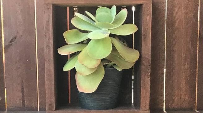 “Por extraño que parezca hay una pitón de alfombra de seis pies acurrucada detrás de una de las macetas. Aquí demuestra lo bien que pueden esconderse”, dijo la empresa en su perfil de Facebook.