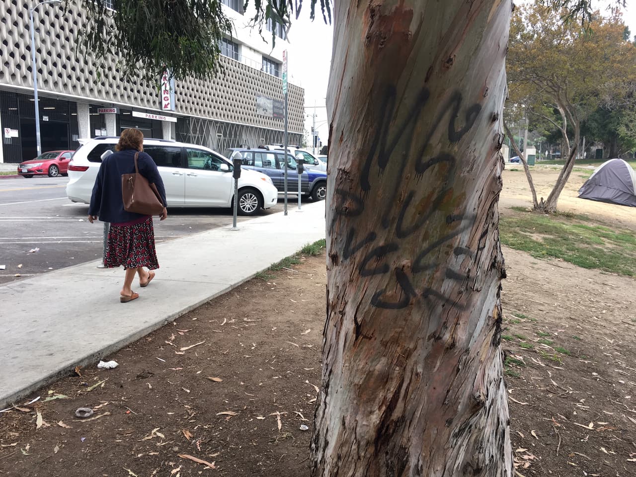 Grafiti de la Mara Salvatrucha en un árbol del parque MacArthur en el barrio Westlake.
