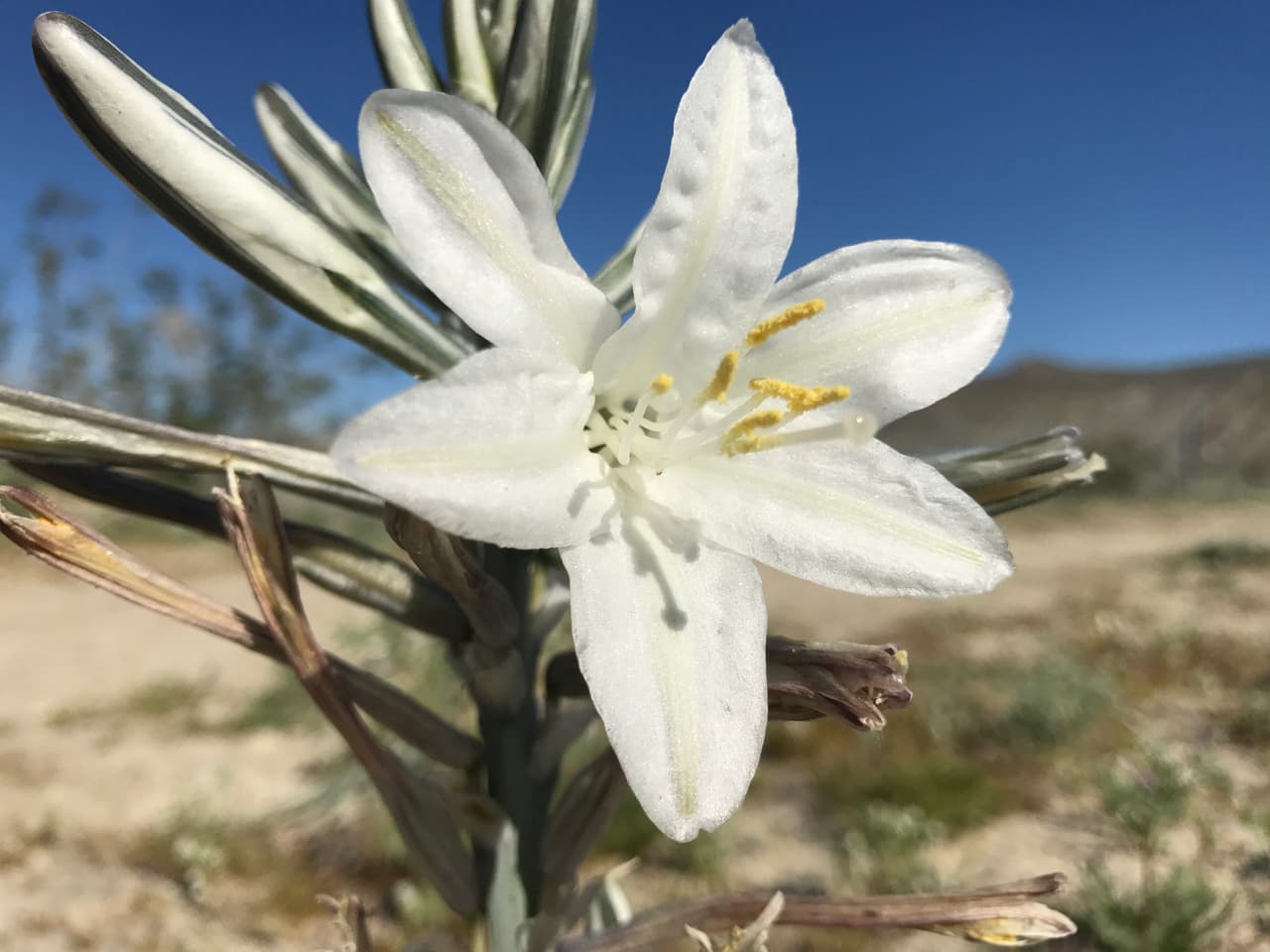 El florecimiento ha atraído a visitantes dentro y fuera del estado y también ha sido documentado por usuarios en las redes sociales como Nathanaël Prunet, quien ha compartido imágenes a través de su cuenta en Instagram
<a href="https://www.instagram.com/natstagramme/?hl=en">@natstagramme</a>.