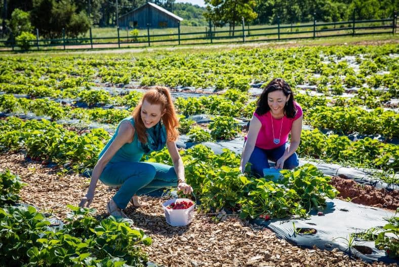 <b>DISFRUTA DEL AGROTURISMO</b>. Ve en busca de sabores frescos esta primavera en un viaje culinario por todo el estado. Toma un balde y diríjete a una de las muchas granjas de Georgia para disfrutar de una verdadera tradición primaveral del sur. Toda la familia se divertirá eligiendo sus delicias primaverales favoritas recién obtenidas de granjas en todo el estado. Los festivales gastronómicos de primavera de Georgia ofrecen también un gran menú de opciones.