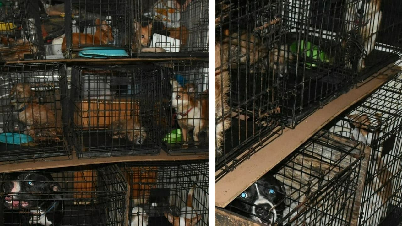 Descubren 16 animales en condiciones deplorables en una casa en Bradenton